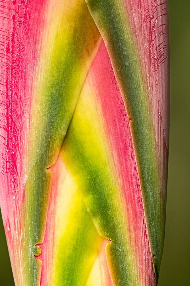 Caribbean-Trinidad-Asa Wright Nature Center Heliconia plant close-up